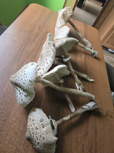 dawid199033 - Moje ulubiene #grzyby