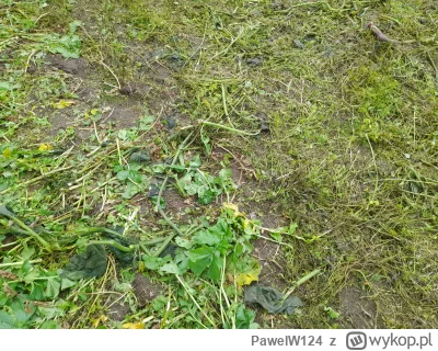 PawelW124 - #przegryw 

Materia organiczna dla jego.