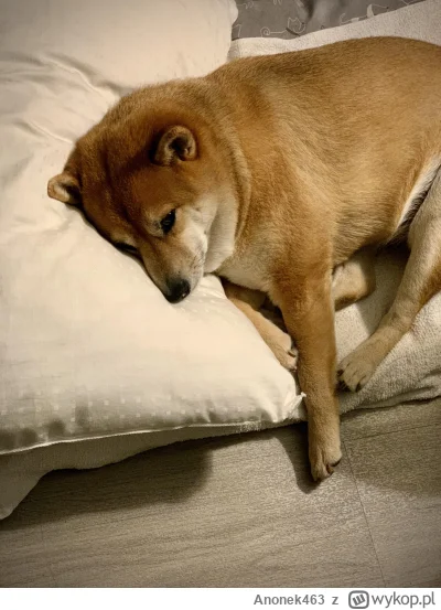 Anonek463 - Zawsze jak wracam z uczelni to mam ochotę się z-----ć. Wszyscy dynamiczni...