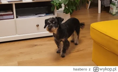 haabero - @Ojcieckrzestny: wyglada jak za szczeniaka moj Morusek