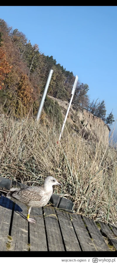 wojciech-ogien - Mewa #Orłowo #Gdynia