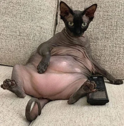 HADESP2K - na wykopie nienawidzi sie psów i psiarzy bo kazdy ma tu kotki #smiesznekot...