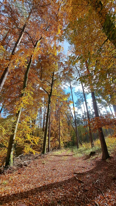 Tyczmistrz - Złoty #spierdotrip