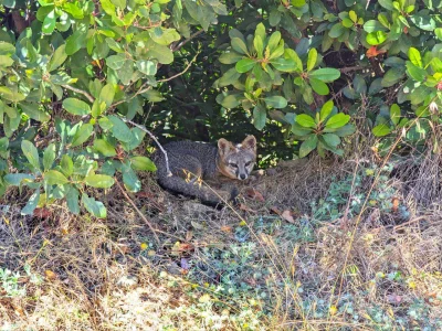 Lisek_Chrystusek - >#lisek

@Moroder: