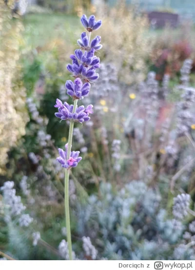 Dorciqch - Ej lawenda Ty się nie wygłupiaj. Listopad mamy ( ͡° ʖ̯ ͡°)
#ogrodnictwo