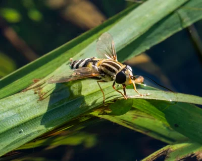 LoopyMajestic - @LoopyMajestic: