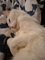 thorgoth - Bąbel.
Lat 20.

Czasem przypomni mu się młodość i nagle podbiegnie za włas...