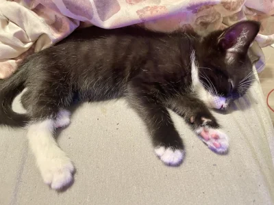 AMBIWALENTNYPSIUR - Explain your smollnes #pokazkota