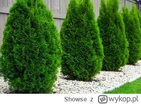 Showse - TUJE TUJE TUJE
#eurowizja