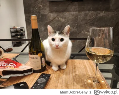 MamDobreGeny - Ursa Minor, ślepa przegarnieta kicia
#koty #pokazkota