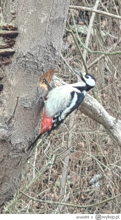 aruel89 - Taki oto dzięcioł ucztował rano za oknem. Często tam bywa. Sięgając po jadł...