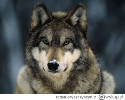 radek-oryszczyszyn - Nie ufam wilkom.