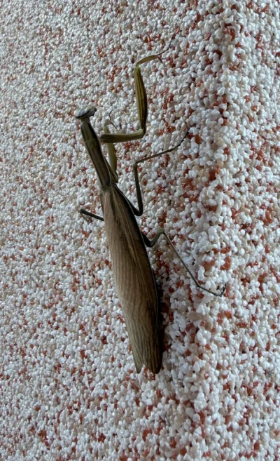 assninja - Gdzieś od tygodnia taki koleżka siedzi mi na ścianie domu od zewnątrz. Wie...