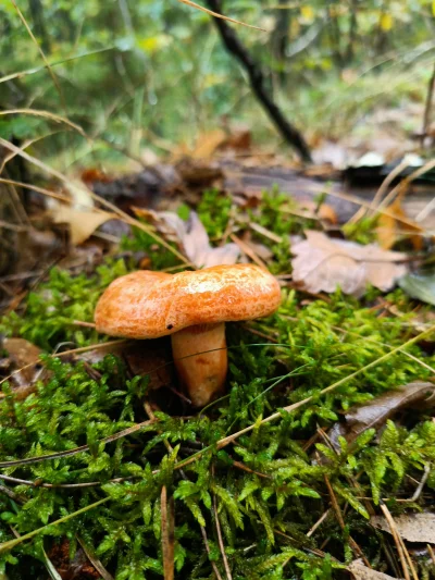 Marple - Mleczaj rydz. Rzadki. Nazbierałem trochę i żona nie chce jeść. #zalesie #grz...