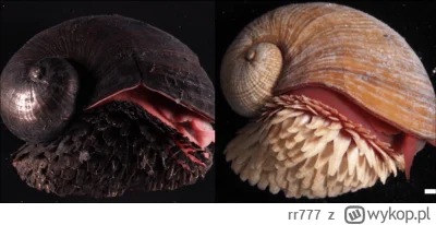 rr777 - @BozenaMal: https://www.australiangeographic.com.au/news/2021/06/the-scaly-fo...