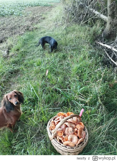 iwaify - W ciągu ostatnich 2 dni zamarynowane 6 koszy z grzybami. Właśnie skończyłam ...
