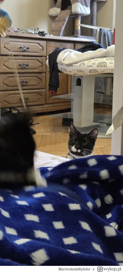 MarmoladaNykilor - @MarmoladaNykilor: