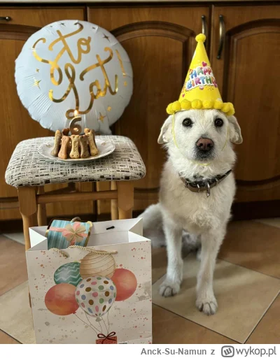 Anck-Su-Namun - Urodziny Perełki (｡◕‿‿◕｡)(ʘ‿ʘ)
#pokazpsa