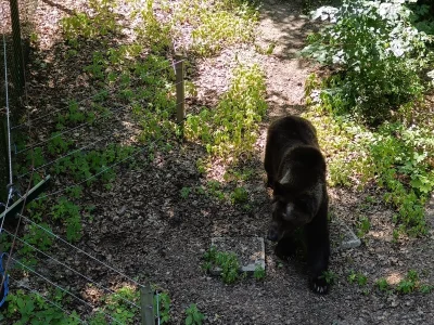 dodi-lukebakio - #f1 Ostatnio byłem w zoo i spotkałem przystojnego kawalera (｡◕‿‿◕｡) ...