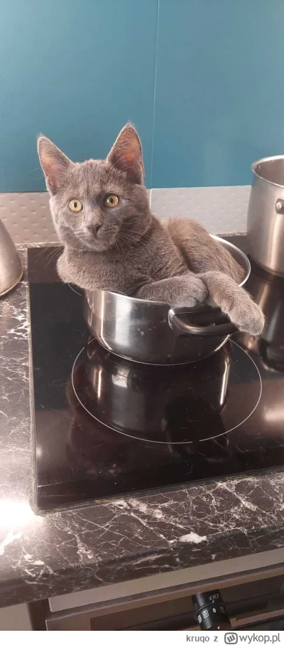 kruqo - #kot #koty Ile to gotować?( ͡º ͜ʖ͡º)