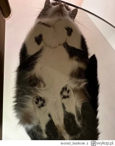 leonid_bialkow - @wfyokyga: cze dla ciebie