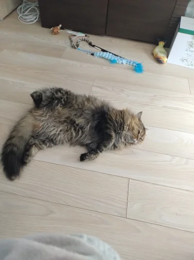 K00tek - ( ͡° ʖ̯ ͡°)