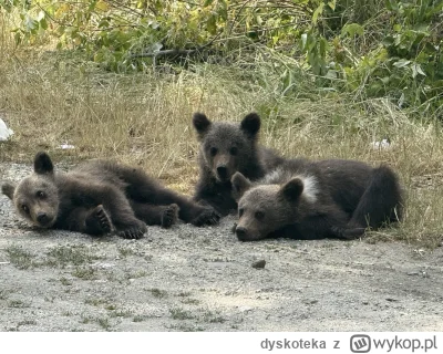 dyskoteka - A to 3 młode, które leżały dziś same bez matki, bardzo blisko miejsca, w ...