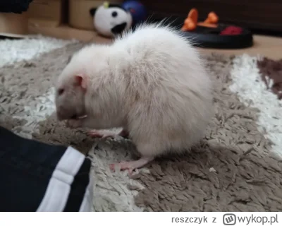 reszczyk - Szczur