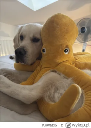 KowaziS_ - @Tomahawkkk poranny Jimmy i jego ośmiornica pozdrawiają
