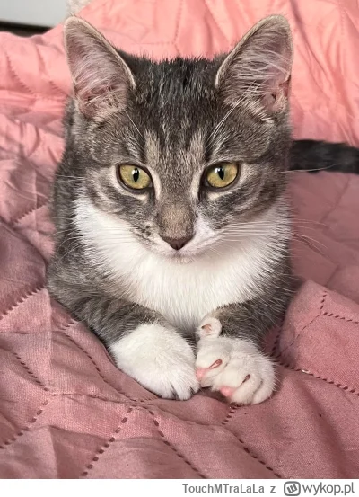 TouchMTraLaLa - Nostalgiczna Gaja (｡◕‿‿◕｡)
#pokazkota #koty #kitku #nostalgia