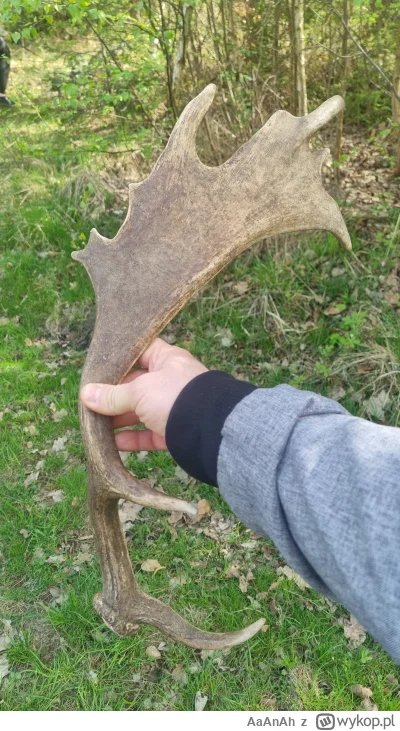 AaAnAh - Ostatnio w lesie potknąłem się o taki kijek ( ͡º ͜ʖ͡º)
#chwalesie #zwierzacz...