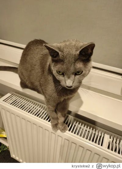 krystekw2 - @puddin ten to tak lubi