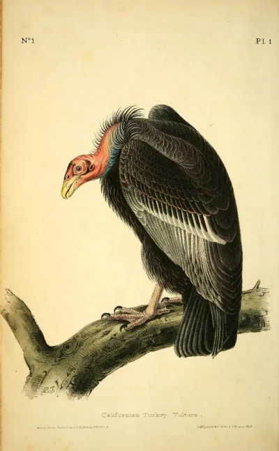 Loskamilos1 - Sępnik różowogłowy, ptaszek spotykany w Ameryce Południowej oraz większ...