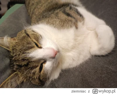 ziemniac - Obudzić czy zostawić słodziaka?
#koty #zwierzaczki #spanko
