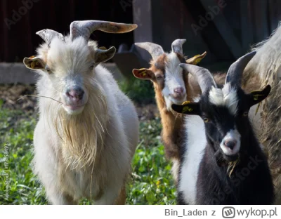 Bin_Laden - to też są GOATS tylko że bardziej normalne i prawdopodobnie inteligentnie...