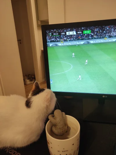 lubiepicherbatke - nawet kot nie wierzy w to co widzi
#mecz