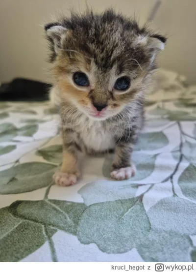 kruci_hegot - #pokazkota #suziq
koło 3 tygodni, rośnie