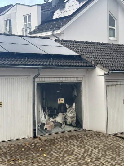 Cisek44 - Szanuję 
#koty