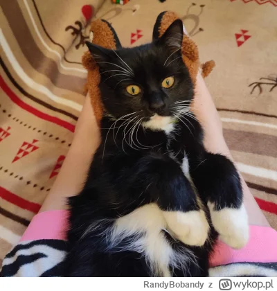 RandyBobandy - Kot mojej mamy, ale uczyłem go walki jak był mały (⌐ ͡■ ͜ʖ ͡■)
#pokazk...