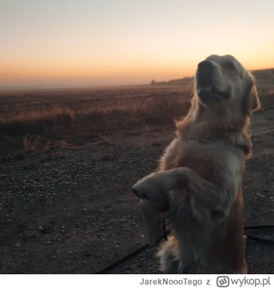 JarekNoooTego - Dzień dombry w ten piemkny poranek. Dej plusa



#codziennypsiur #pok...