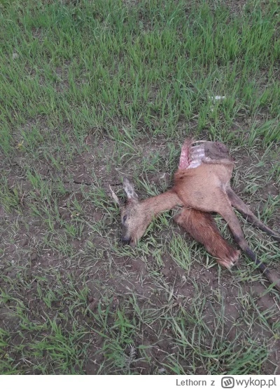 Lethorn - Czyja to robota? 
#las #przyroda #zwierzeta #natura