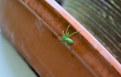 asdfghjkl - Pajunk boży. Samica micrommata virescens #pajaki #pokazpajaka