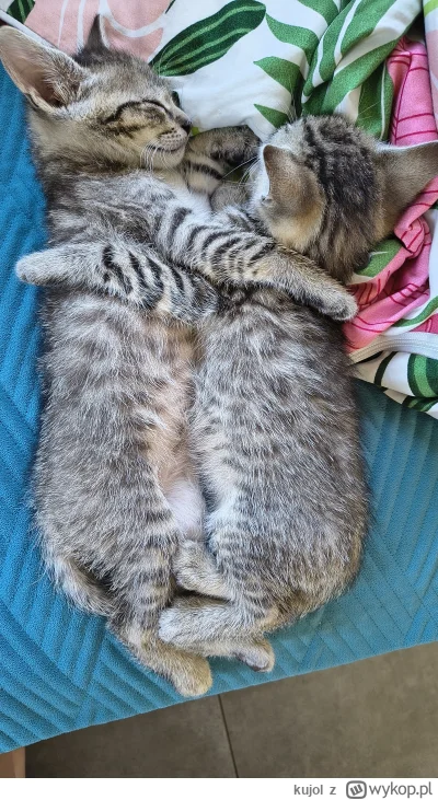 kujol - W dalszym ciągu szukają nowego domu :)
#pokazkota #koty #rybnik