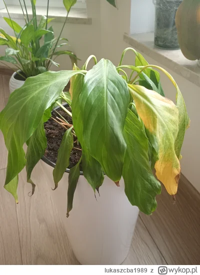 lukaszcba1989 - To jest do uratowania, czy kosz? Po przesadzeniu już miesiąc się męcz...