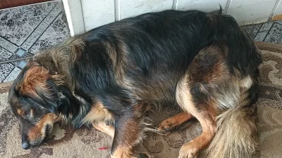 bittracks-studio - @Mehatron: podaj jeden sensowny powód dla którego taki szczeniak m...