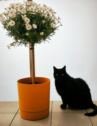 Poldek0000 - #pokazkota 
Można kitku plusika?