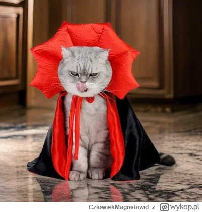 CzlowiekMagnetowid - Jakie znacie fajne #planszowki #karcianki #grybezpradu w klimaci...