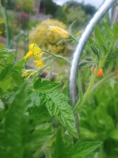 Dorciqch - @POSTER kwitną!