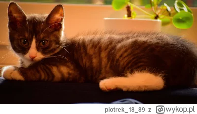 piotrek1889 - #pokazkota chlebeł koteł ʕ•ᴥ•ʔ