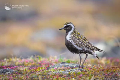 Lifelike - Siewka złotawa (Pluvialis fulva) w szacie godowej
Autor
#photoexplorer #fo...